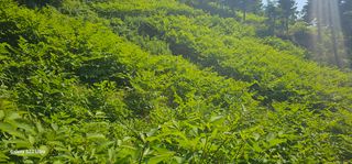 해오름달님의 자유주제 · 자유게시판 작성글 사진