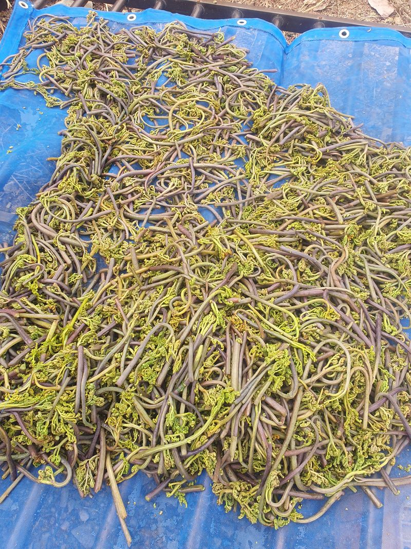 한승우님의 장터 판매 상품 [고사리 100g] 첨부 사진