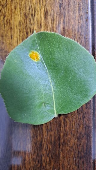 휴민트신님의 배 · 병해충상담 작성글 사진