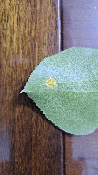 휴민트신님의 배 · 병해충상담 작성글 사진