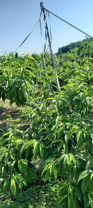 강성분님의 6월 농사계획🧑🏻‍🌾 · 참여글 작성글 사진