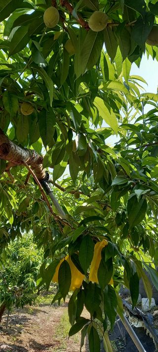 강성분님의 6월 농사계획🧑🏻‍🌾 · 참여글 작성글 사진