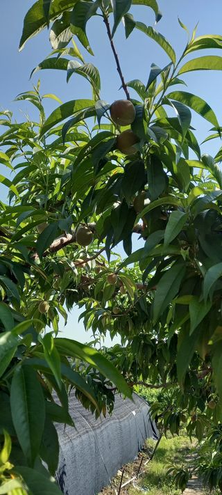 강성분님의 6월 농사계획🧑🏻‍🌾 · 참여글 작성글 사진