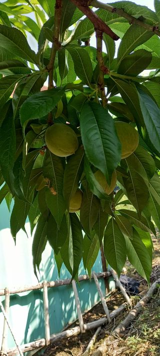 강성분님의 6월 농사계획🧑🏻‍🌾 · 참여글 작성글 사진