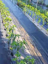 팜모닝 고추·영농일지 게시글 이미지