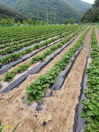 농군님의 자유주제 · 자유게시판 작성글 사진
