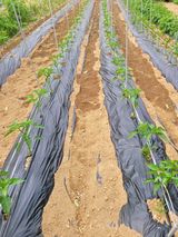 팜모닝 고추·영농일지 게시글 이미지