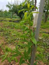 팜모닝 자유주제·자유게시판 게시글 이미지