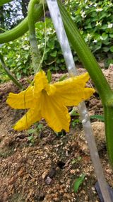 팜모닝 오이·영농일지 게시글 이미지