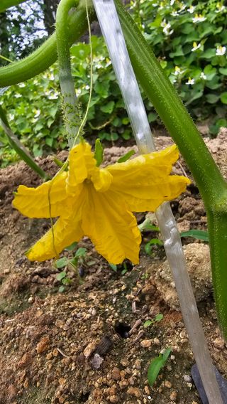 삼례텃밭지기님의 오이 · 영농일지 작성글 사진