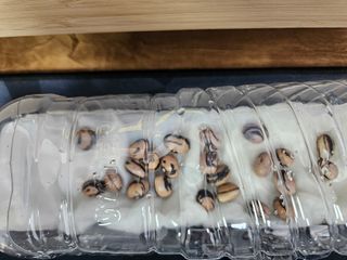 예담농원(민경진)님의 자유주제 · 자유게시판 작성글 사진