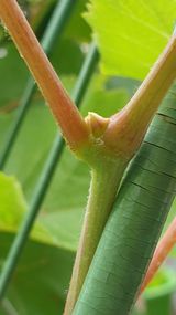 팜모닝 포도·영농일지 게시글 이미지