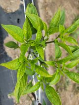 팜모닝 고추·병해충상담 게시글 이미지