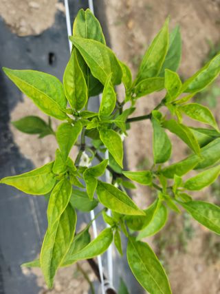 김순례님의 고추 · 병해충상담 작성글 사진