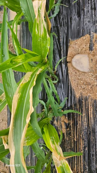 푸른하늘이여님의 옥수수 · 병해충상담 작성글 사진