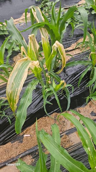 푸른하늘이여님의 옥수수 · 병해충상담 작성글 사진