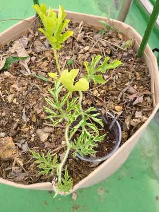 홍혜석님의 농사, 무엇이든 물어보세요! · 참여글 작성글 사진