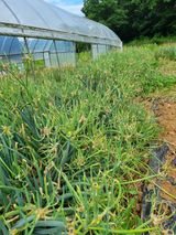 팜모닝 파·영농일지 게시글 이미지