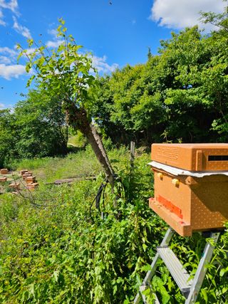 춘천바람개비님의 자유주제 · 자유게시판 작성글 사진