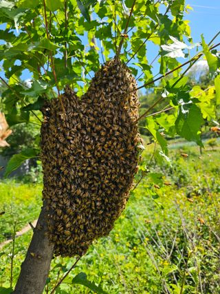 춘천바람개비님의 자유주제 · 자유게시판 작성글 사진