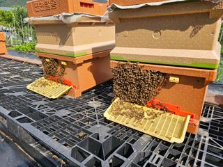 춘천바람개비님의 자유주제 · 자유게시판 작성글 사진