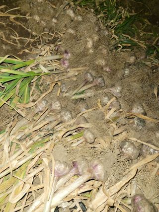 마늘21000님의 마늘 · 영농일지 작성글 사진