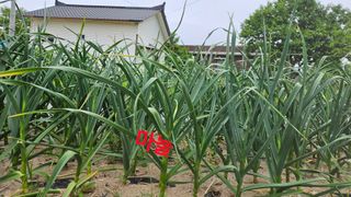 요리하는 농부님의 자유주제 · 건의해요 작성글 사진