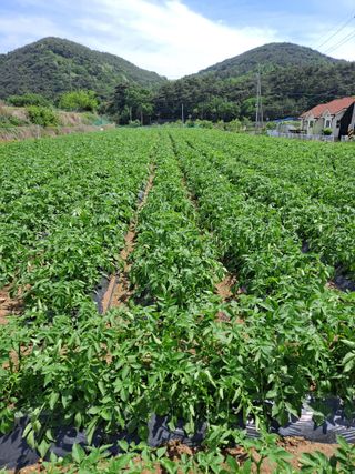 정백영님의 자유주제 · 자유게시판 작성글 사진