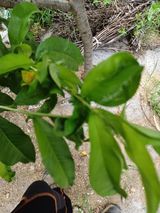 팜모닝 복숭아·병해충상담 게시글 이미지