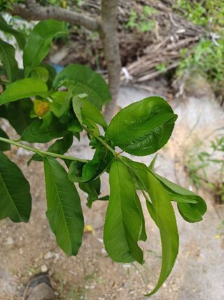 텃밭님의 복숭아 · 병해충상담 작성글 사진