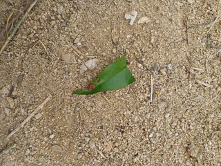 텃밭님의 복숭아 · 병해충상담 작성글 사진