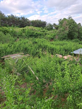 정백영님의 6월 농사계획🧑🏻‍🌾 · 참여글 작성글 사진
