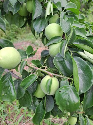 정백영님의 6월 농사계획🧑🏻‍🌾 · 참여글 작성글 사진