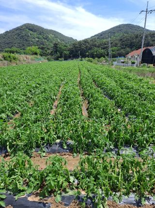 정백영님의 6월 농사계획🧑🏻‍🌾 · 참여글 작성글 사진