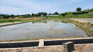 안경준님의 벼 · 영농일지 작성글 사진