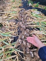 날씨가 흐려 방제가님의 마늘·수확 작성글 사진