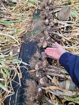 날씨가 흐려 방제가님의 마늘·수확 작성글 사진