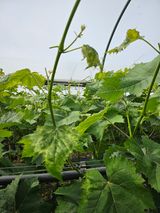 팜모닝 포도·영농일지 게시글 이미지