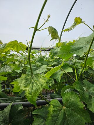 박순귀님의 포도 · 영농일지 작성글 사진