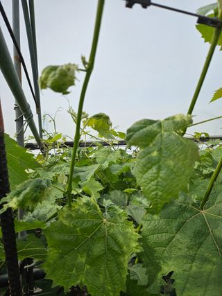 박순귀님의 포도 · 영농일지 작성글 사진