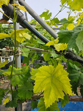 박순귀님의 포도 · 영농일지 작성글 사진