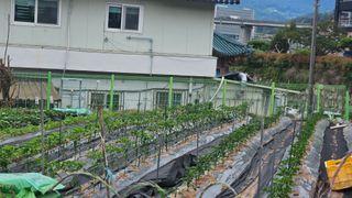 영이님의 고추 · 지주설치•유인•성장 작성글 사진