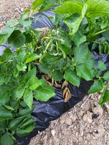 팜모닝 감자·병해충상담 게시글 이미지