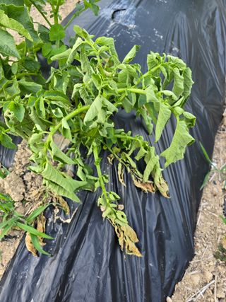 권춘화님의 감자 · 병해충상담 작성글 사진