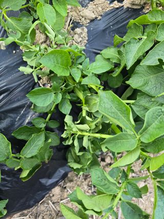 권춘화님의 감자 · 병해충상담 작성글 사진