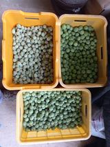 팜모닝 자유주제·자유게시판 게시글 이미지