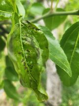 팜모닝 기타작물·병해충상담 게시글 이미지