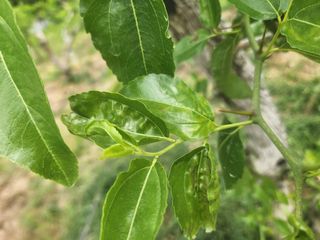 대추39400님의 기타작물 · 병해충상담 작성글 사진