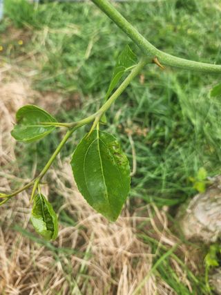 대추39400님의 기타작물 · 병해충상담 작성글 사진