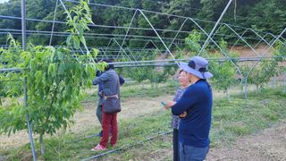 최현수님의 복숭아 · 영농일지 작성글 사진